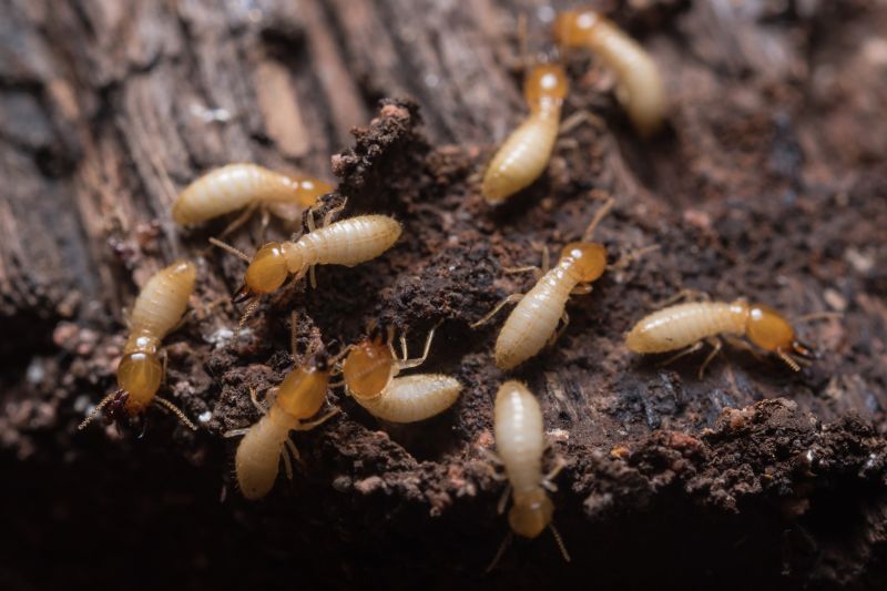 Termite Infestation Service in Charlotte, NC
