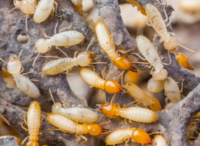 Termite Infestation Service in Charlotte, NC