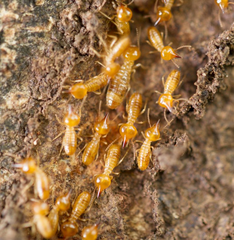 Termite Inspection Service in Midland, NC