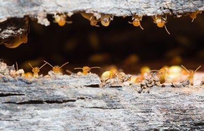 Termite Inspection Service in Union County, NC