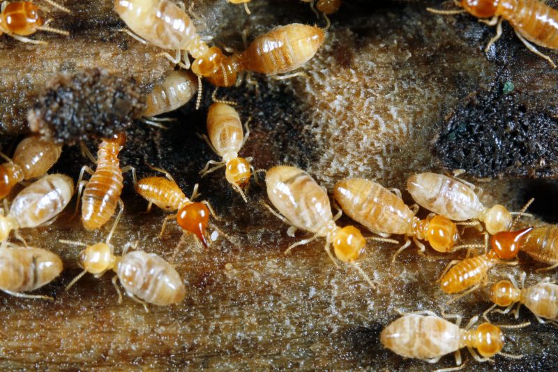 Termite Prevention in Charlotte, NC