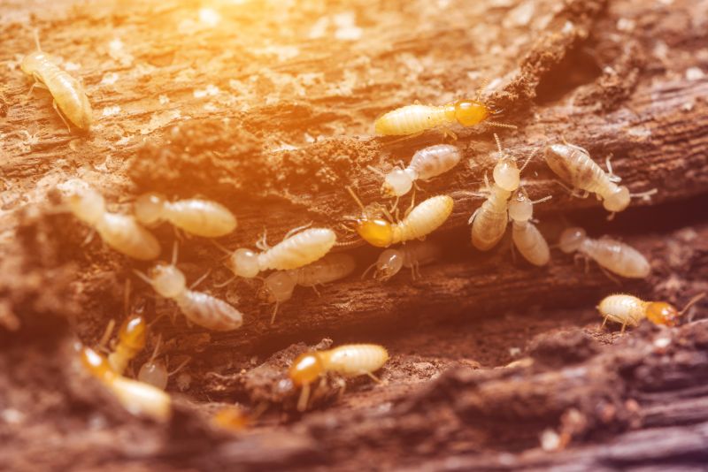 Termites Extermination in Concord, NC