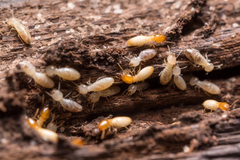 Termites Extermination in Davidson, NC