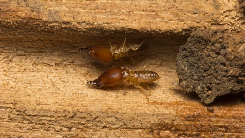 Termites Extermination in Denver, NC