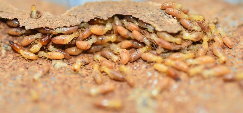 Termites Extermination in Fort Mill, SC