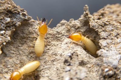 Termites Extermination in Kannapolis, NC