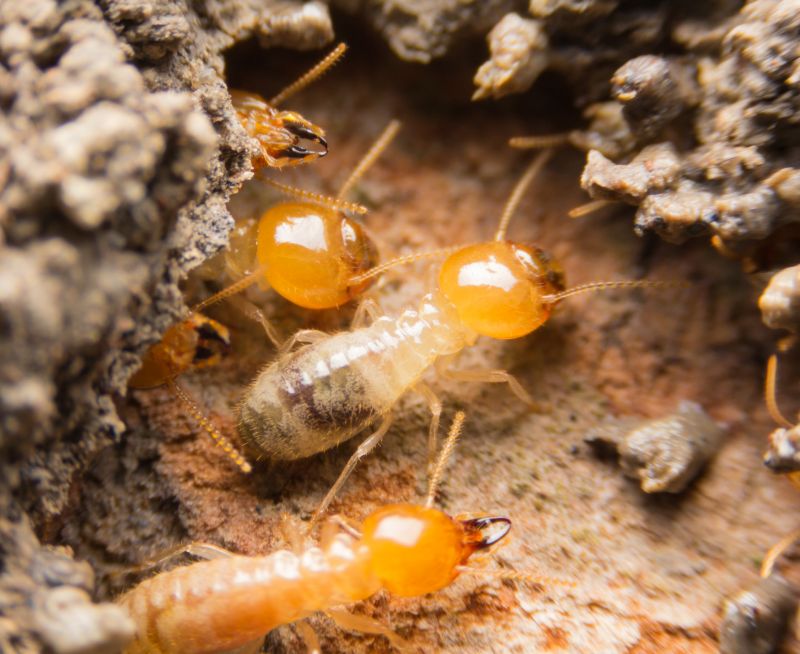 Termites Extermination in Mooresville, NC