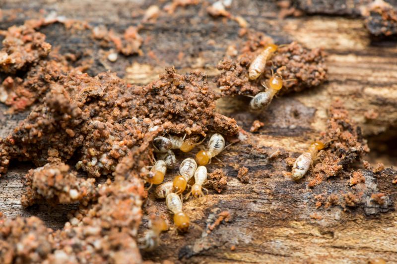 Termites Extermination in Union County, NC