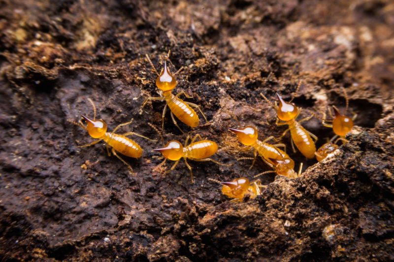 Termites Extermination in Union County, NC