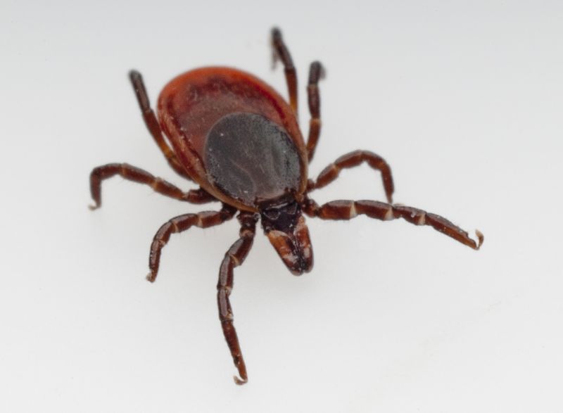 Tick Control Service in Belmont, NC