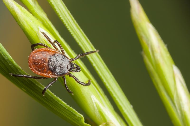 Tick Control Service in Cornelius, NC