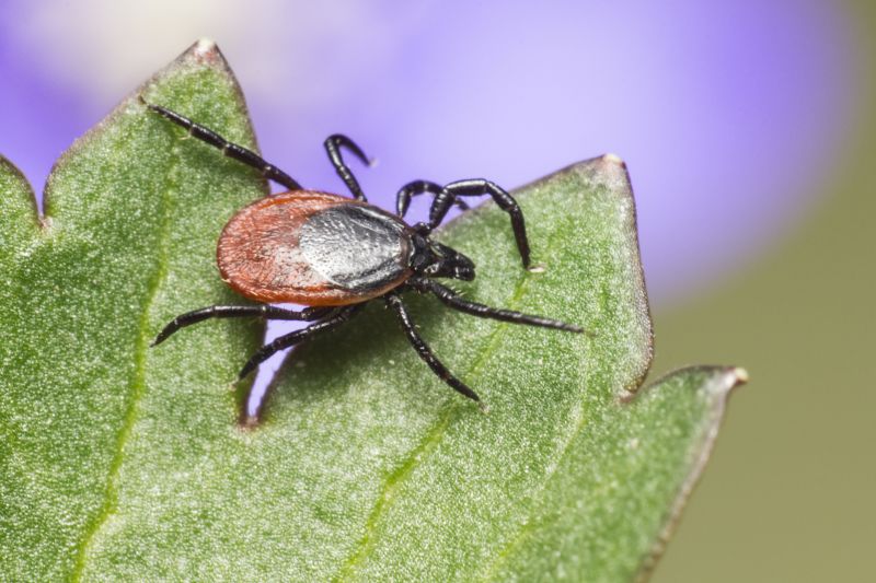 Tick Control Service in Dallas, NC