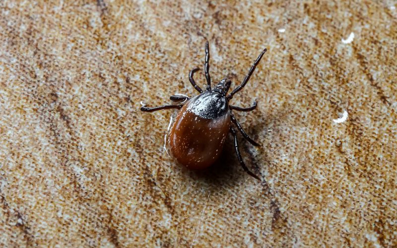 Tick Control Service in Dallas, NC