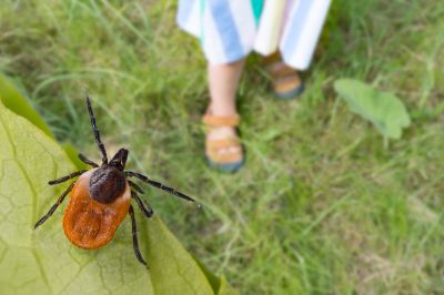Tick Control Service in Iron Station, NC