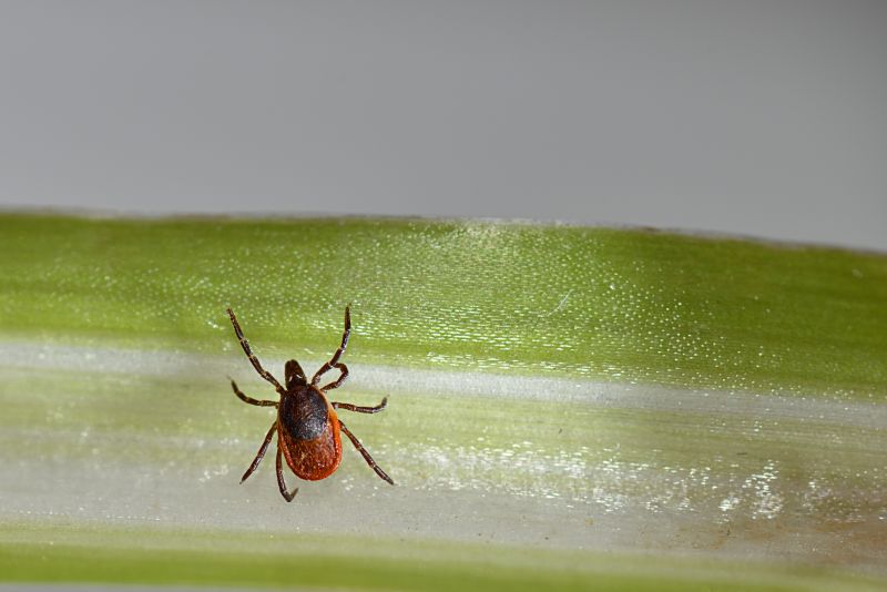 Tick Control Service in Locust, NC