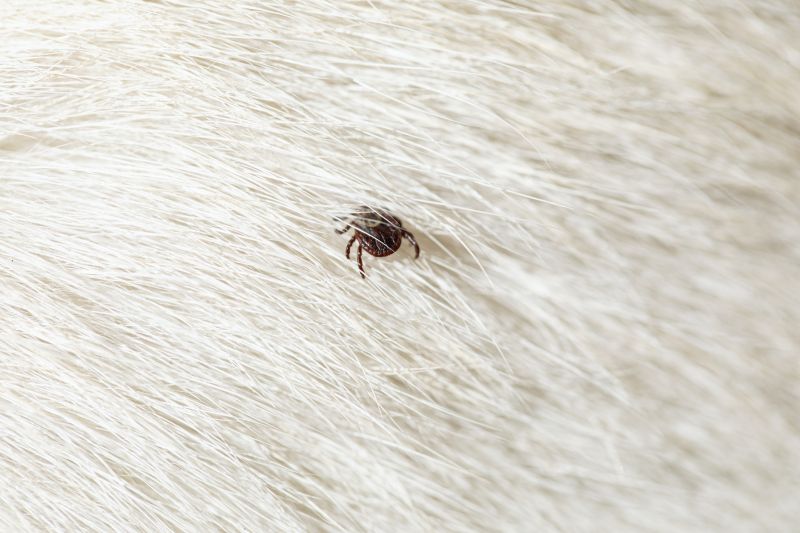 Tick Control Service in Mecklenburg County, NC