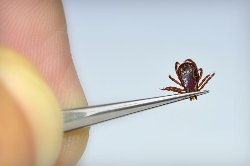 Tick Control Service in Mecklenburg County, NC