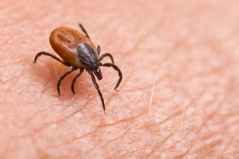 Tick Control Service in Mooresville, NC