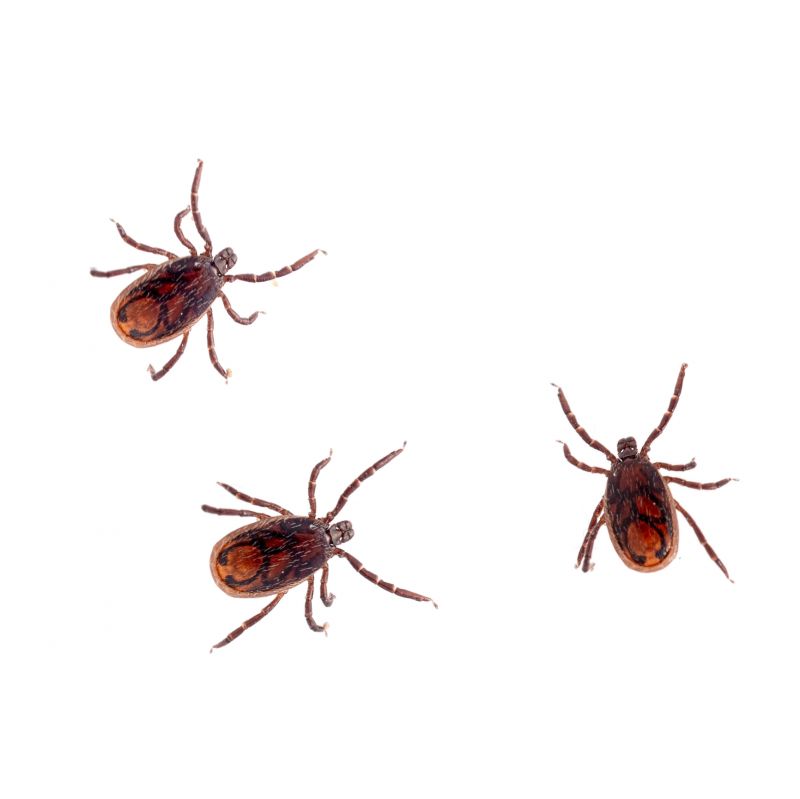 Tick Control Service in Union County, NC