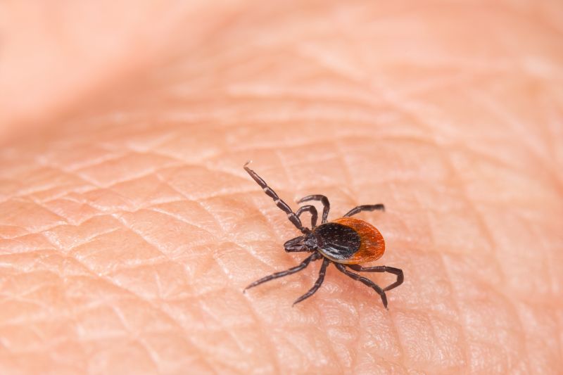 Tick Control Service in Waxhaw, NC