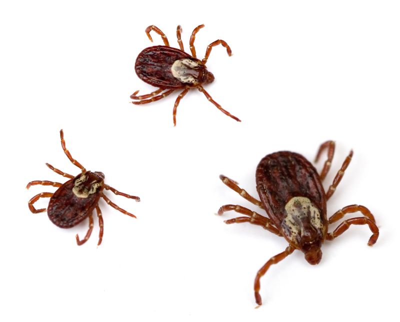 Tick Control Service in Waxhaw, NC