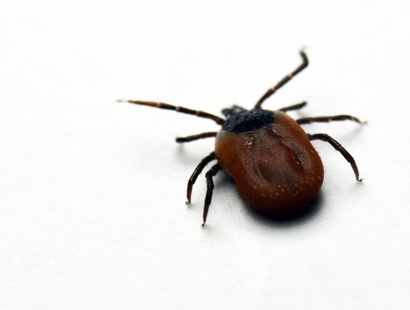 Ticks Pest Control in Charlotte, NC