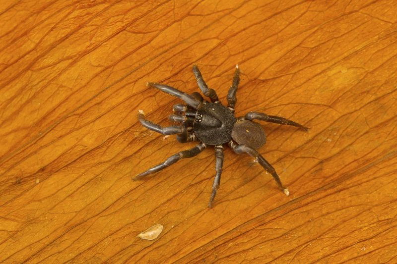 Trapdoor Spider Extermination in Charlotte, NC