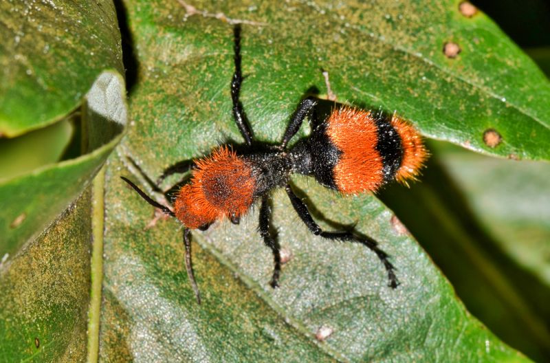 Velvet Ant Extermination in Charlotte, NC