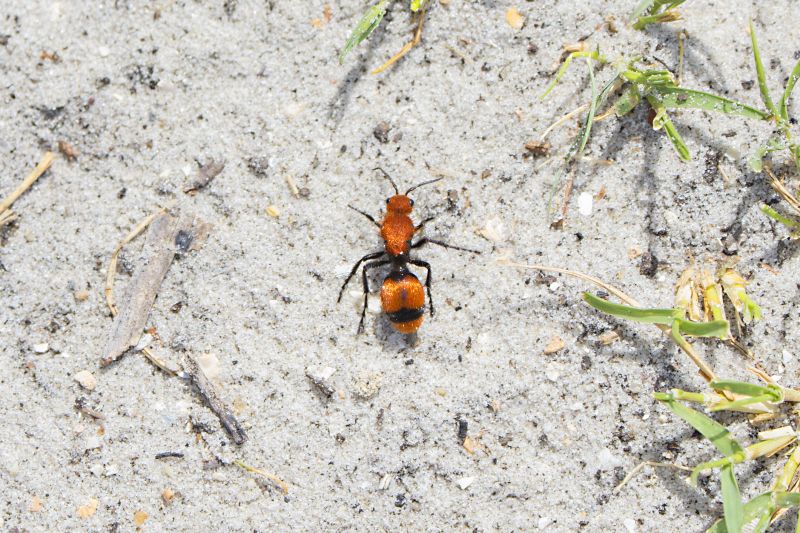 Velvet Ant Extermination in Charlotte, NC