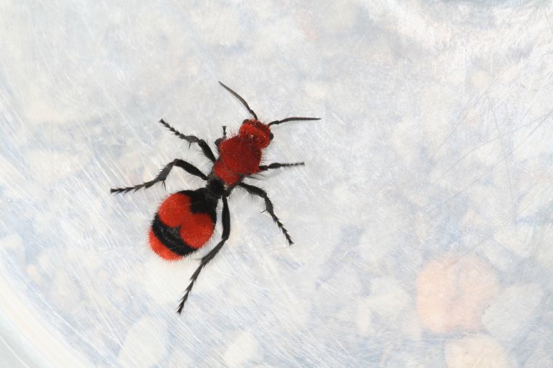 Velvet Ant Extermination in Charlotte, NC