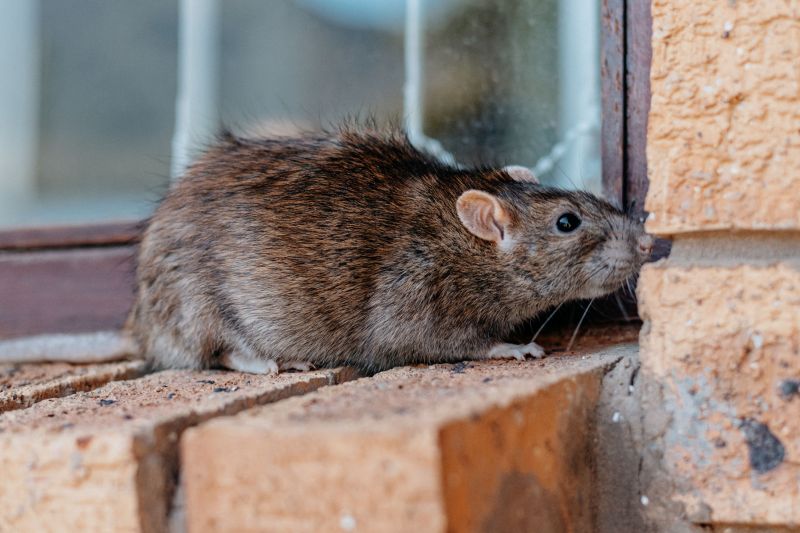 Vermin Extermination in Cornelius, NC