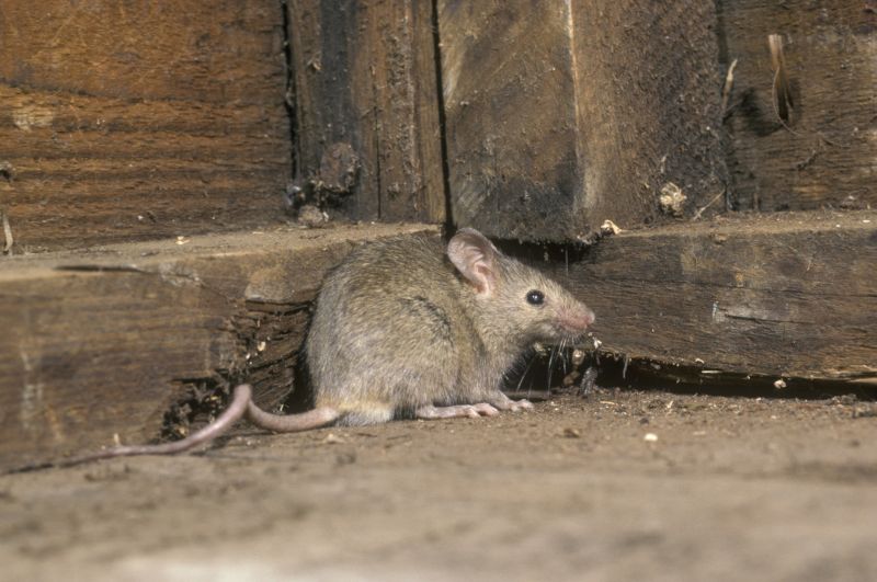 Vermin Extermination in Denver, NC