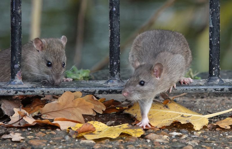 Vermin Extermination in Mecklenburg County, NC