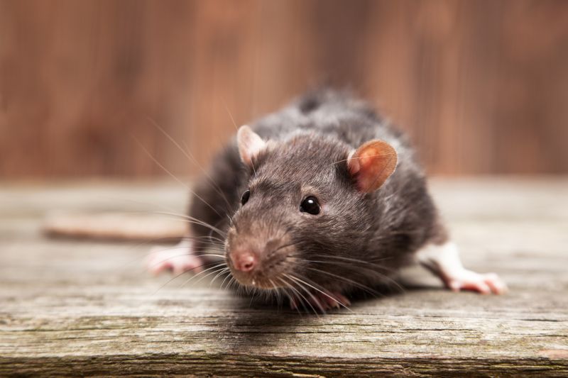 Vermin Extermination in Mount Holly, NC