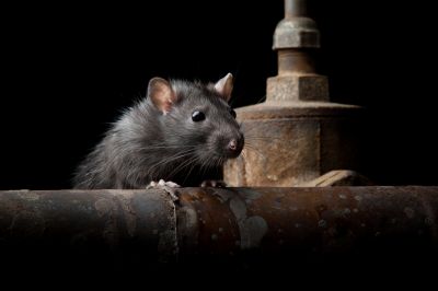 Vermin Extermination in Mount Pleasant, NC