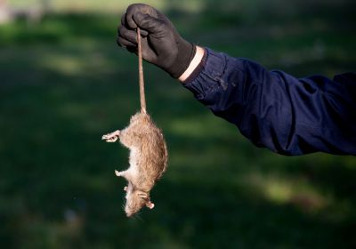 Vermin Removal in Huntersville, NC