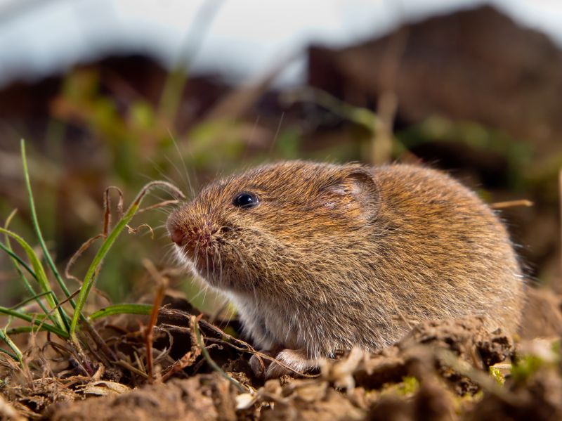 Voles Extermination in Charlotte, NC
