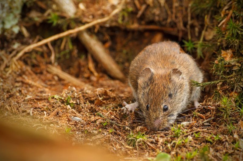 Voles Extermination in Charlotte, NC