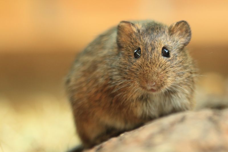 Voles Extermination in Charlotte, NC