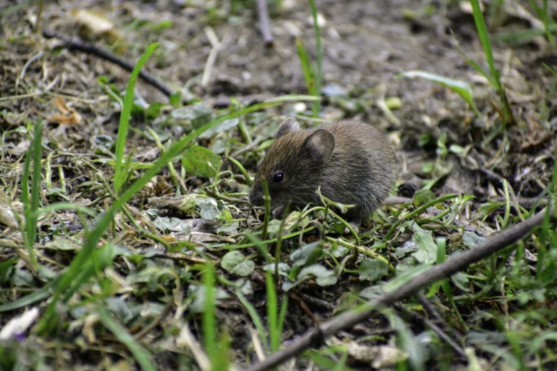 Voles Extermination in Charlotte, NC