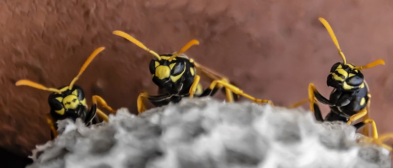 Wasp Extermination Service in Belmont, NC