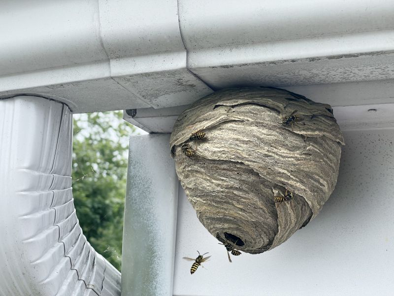Wasp Extermination Service in Cornelius, NC