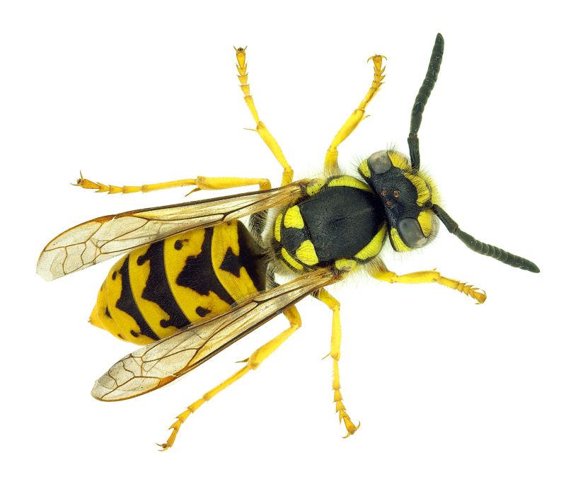 Wasp Extermination Service in Huntersville, NC