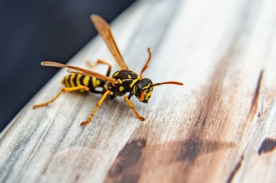 Wasp Extermination Service in Midland, NC