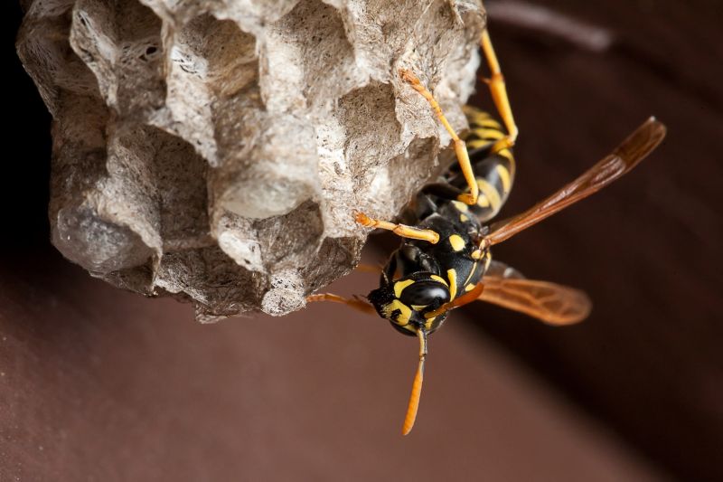 Wasp Extermination Service in Monroe, NC