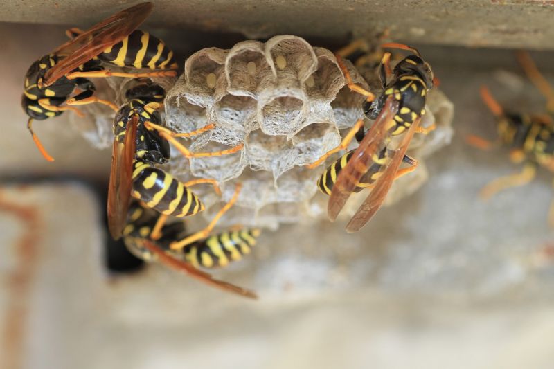Wasp Extermination Service in Rock Hill, SC
