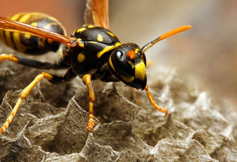 Wasp Extermination Service in Rock Hill, SC