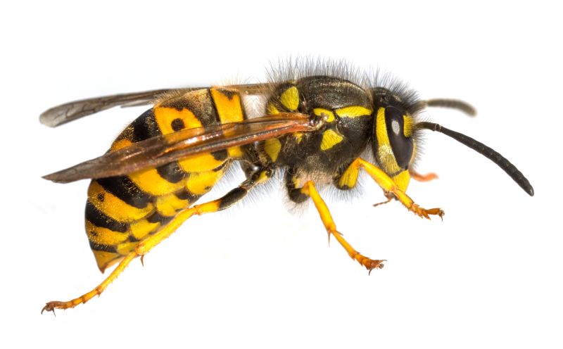 Wasp Extermination Service in Waxhaw, NC