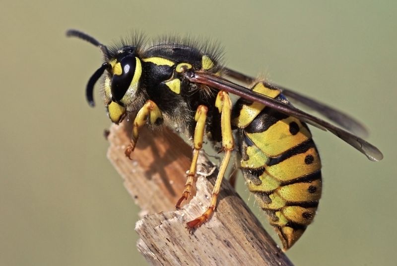 Wasp Removal in Charlotte, NC
