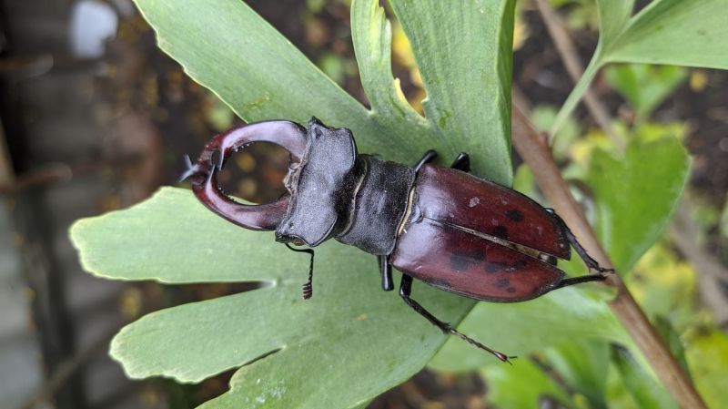 Weevil Removal in Charlotte, NC